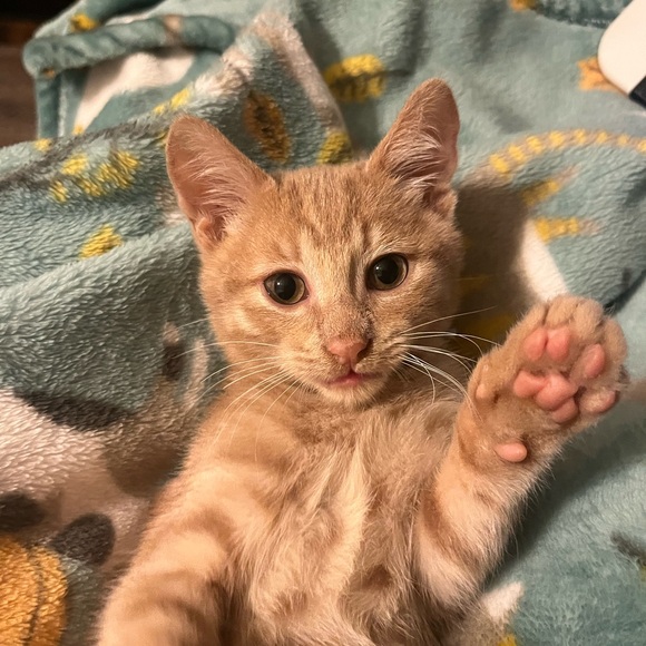 Meet your Posher, Kiara - Picture 4 of 5